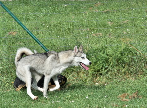 Huskys Burgsteinfurt 170323-002.jpg