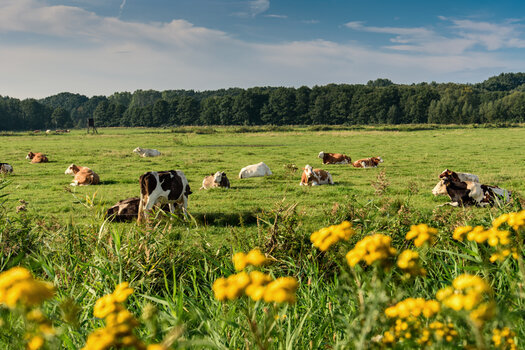 750_6341-Bearbeitet.jpg
