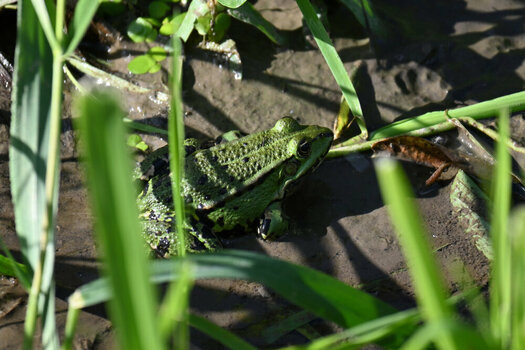 DSC_0066.JPG