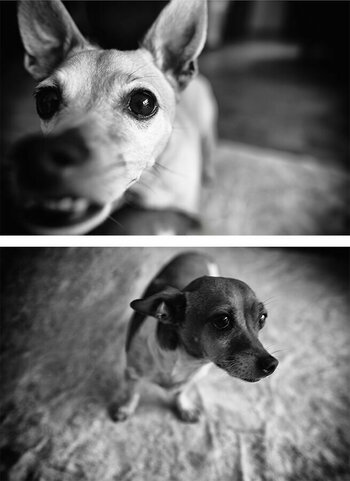 Dogs.jpg