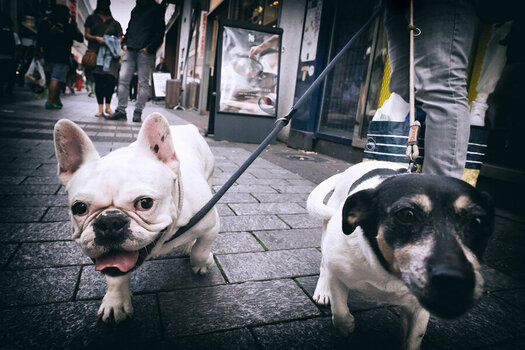 Two-Dogs.jpg