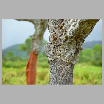 korsika23-042.jpg
