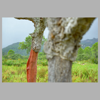 korsika23-043.jpg