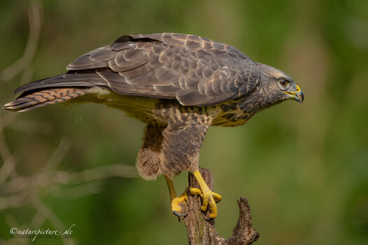 _DSC5383-2302-2303-1.jpg