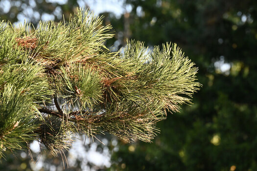 DSC_2485_DxO.jpg