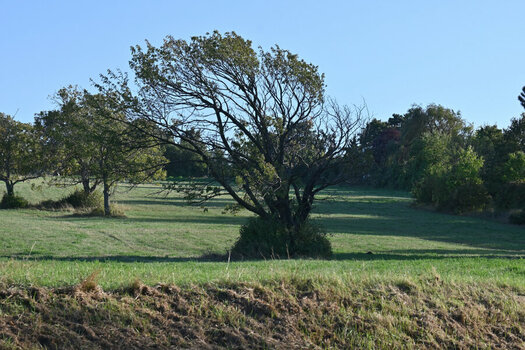 DSC_2502_DxO.jpg