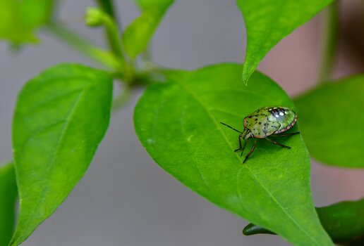 comp_DSC_4958.jpg