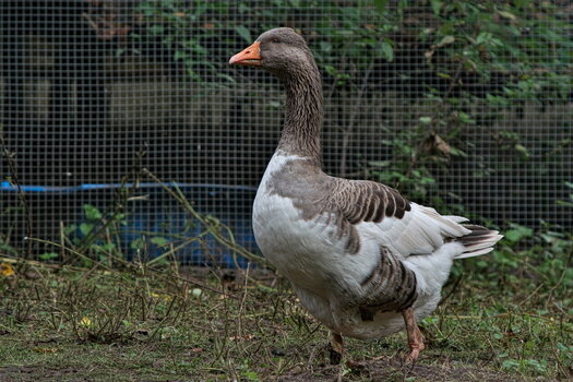 DSC_7338.jpg