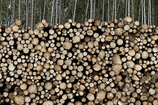 holz.jpg