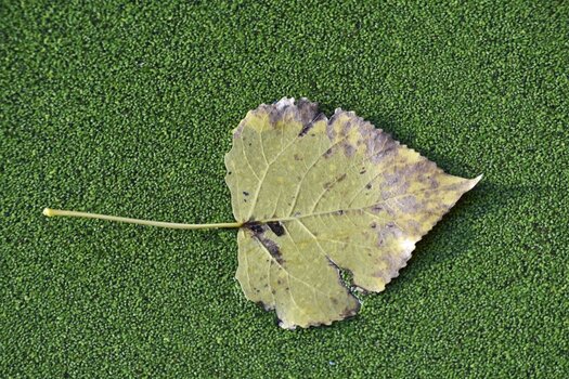 blatt.jpg