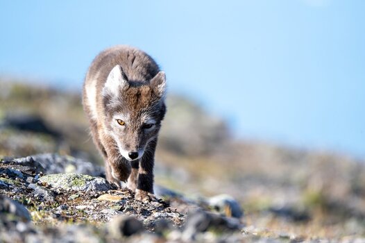 Polarfuchs im Sommerfell, das braun gefleckt ist, läuft auf einer Steinlandschaft auf den Betrachter zu Polarfuchs im Sommerfell, das braun gefleckt ist, läuft auf einer Steinlandschaft auf den Betrachter zu