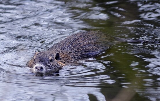 nutria.jpg