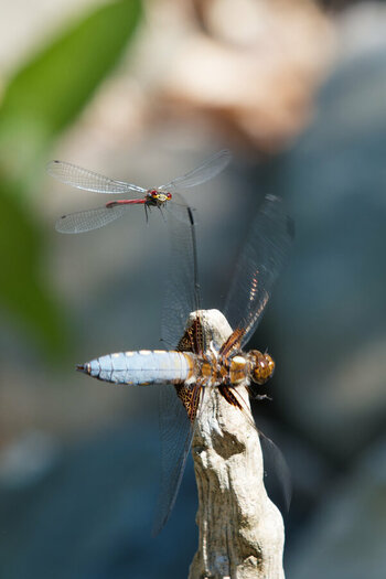 P6112473NFF.jpg