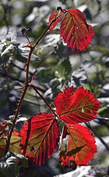 blatt_1.jpg