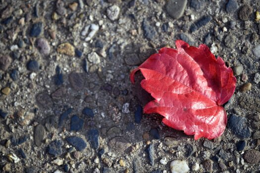 rotes_blatt_1.jpg