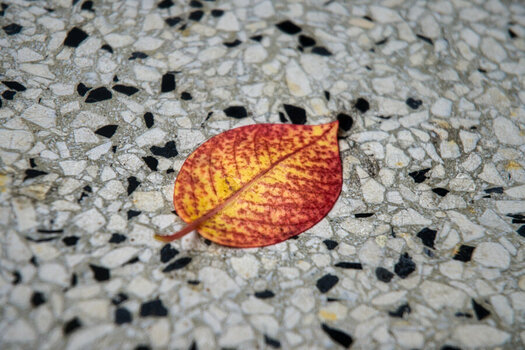 DSC_0957 (1).jpg