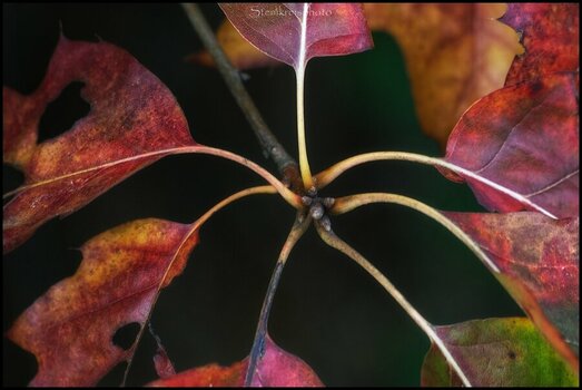 comp_Blätter-Das Rad des Herbstes.jpg