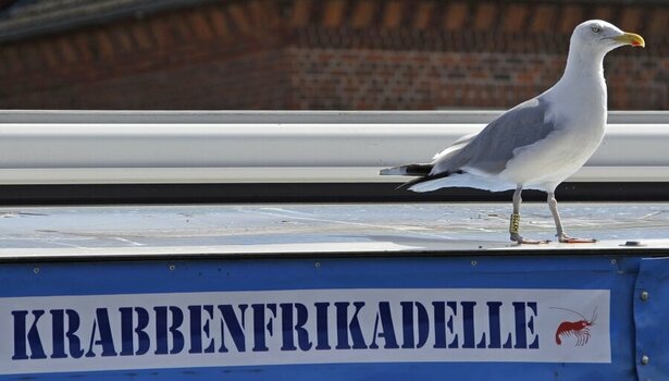 moewe_frikadelle.jpg