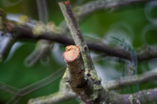 DSC_5363_DxO_Forum.jpg