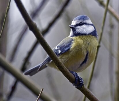 153_blaumeise.jpg