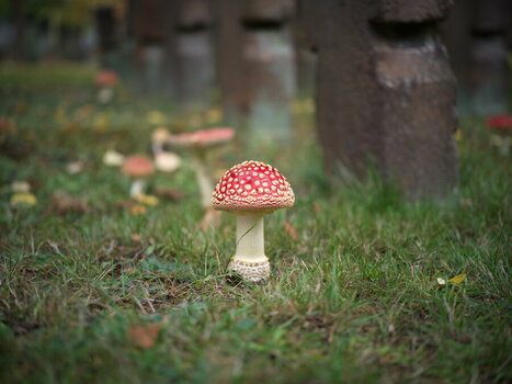 Pilz.jpeg