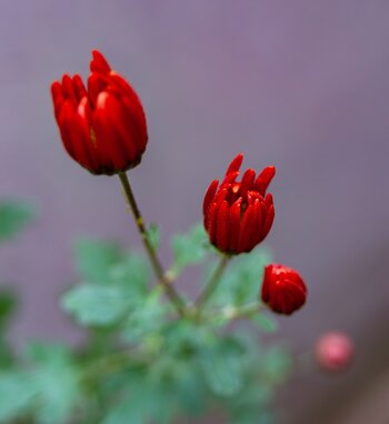 comp_DSC_3613-Verbessert-RR.jpg