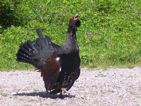 2005 08 05 Soinsee Elendgraben 061.JPG