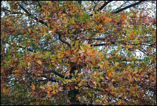 comp_Herbstfeuer Ausgangsbild.jpg