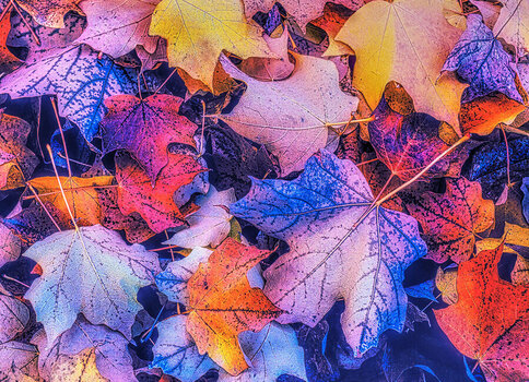 Herbstblätter.jpg