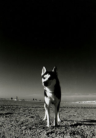 husky.jpg