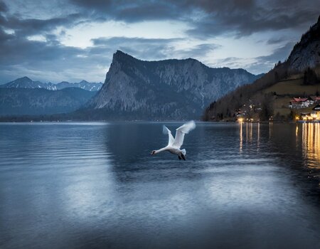 Firefly Foto vom Traunsee im Abendlicht zur blauen Stunde mit einem fliegenden Schwan im Vord...jpeg
