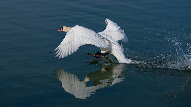 Schwan landet.jpg