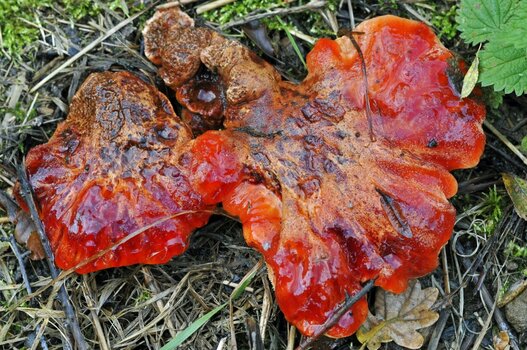 roter_pilz.jpg