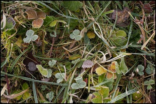 comp_Im gefrorenen Gras.jpg
