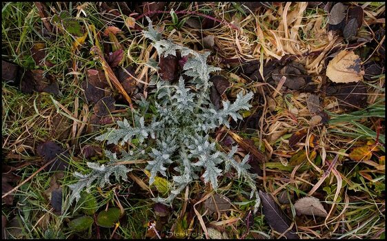 comp_Distel im Grasesgrund.jpg