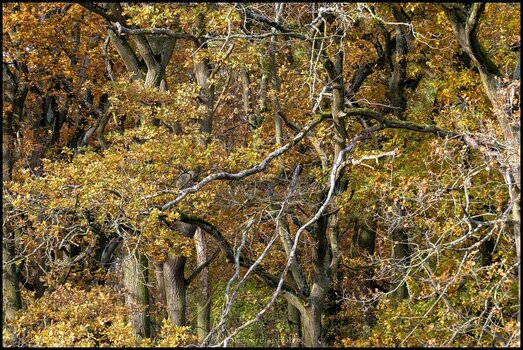 comp_Herbst im Eichenhain.jpg