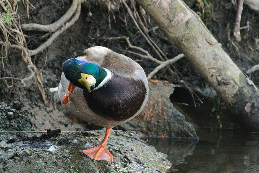 ROB_3270 Stockente.jpg