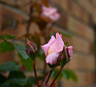DSC_8958s.jpg