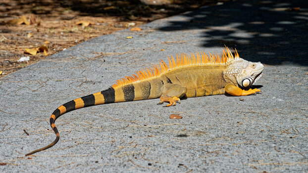 DSC_1251_DxO-1.jpg
