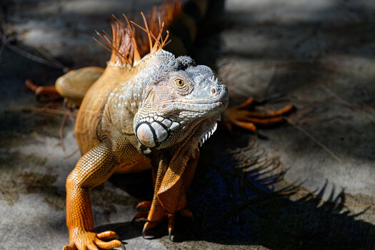DSC_1278_DxO-1.jpg