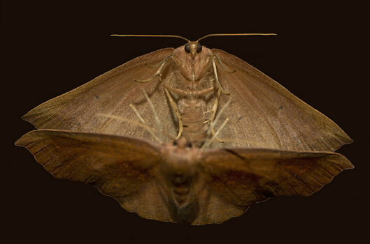Moth Reflections.jpg Moth Reflections.jpg