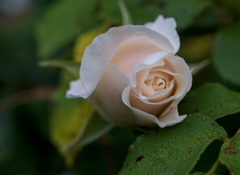 DSC_9311s.jpg