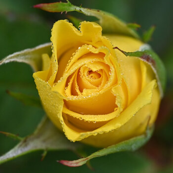 DSC_9335s.jpg