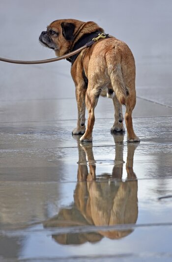hund_spiegelung.jpg
