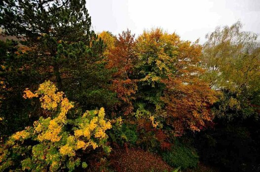 Sigma10-20Autumn_DSC_0791.jpg Sigma10-20Autumn_DSC_0791.jpg