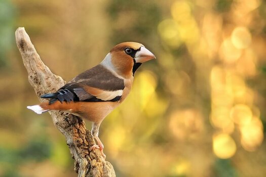 image Alfred_Reinartz_vogel_singvogel_finkenvogel_kernbeisser_coocothraustes_coccothraustes.jpg