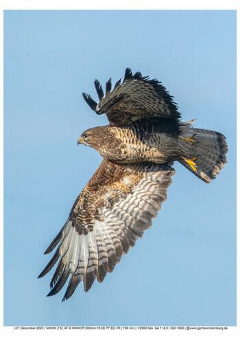 Maeusebussard.jpg