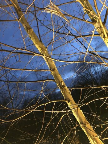 IMG_1949.jpeg