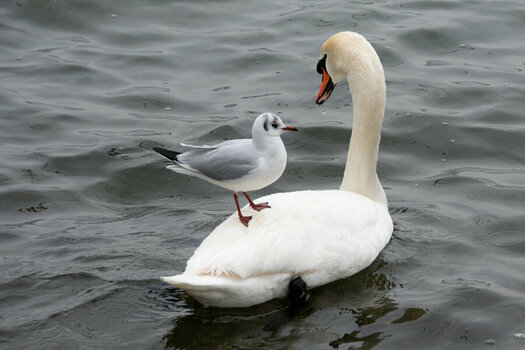 _ROB1227 schwan.jpg