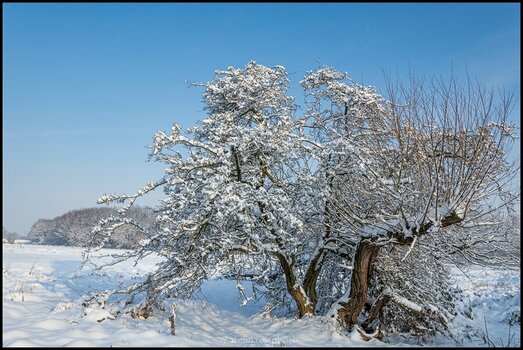 comp_Mit Schnee beladen.jpg